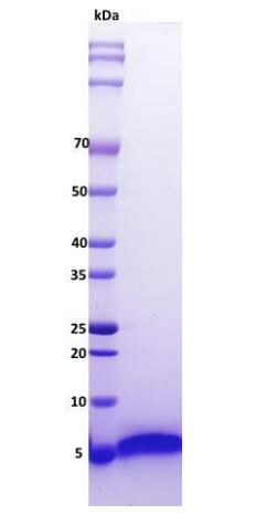 Brazzein was loaded and resolved on 8-22 % SDS-PAGE Coomassie staining.